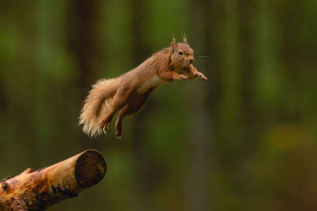 Белка прыгает с ветки в Инвернессе, Шотландия.
