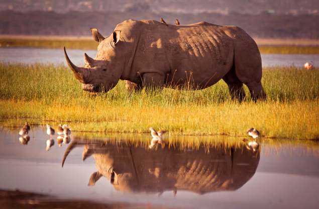 Белый носорог у озера Накуру в Кении.