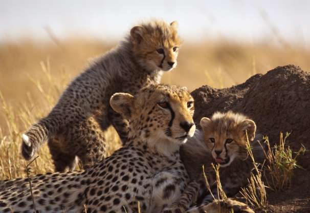 Мать гепарда со своими детенышами в национальном заповеднике Масаи Мара в Кении.