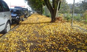 Вот и листья желтые над городом кружатся.