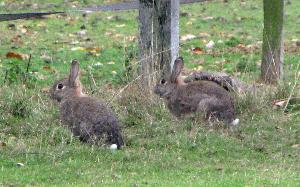 Кролики в Риджен парке.